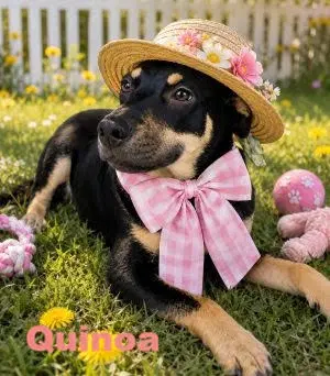 Quinoa - Beagle