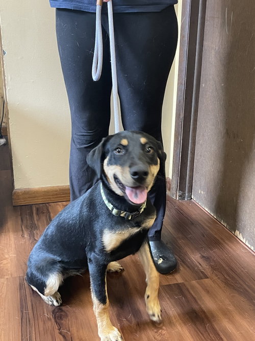 Quiche, a dog for adoption from Animal Sanctuary Society Inc.