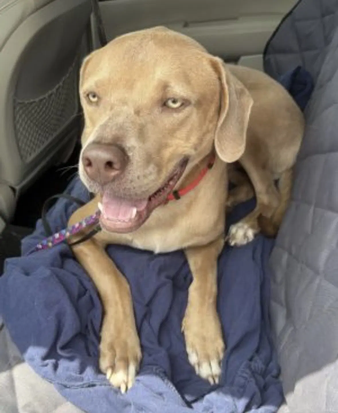 Benny image 4