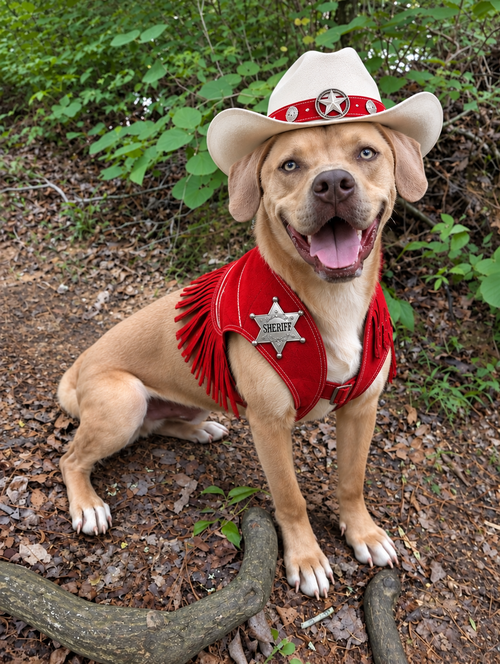 picture of the dog needing adoption