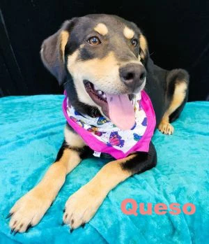 Queso