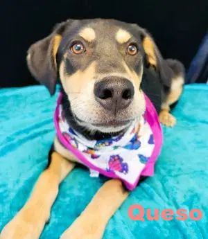 Queso image 2