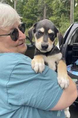 Beagle Mix Pups