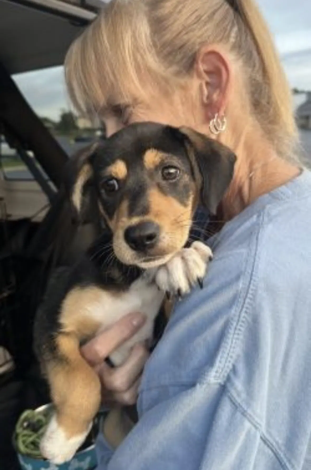 Beagle Mix Pups image 2