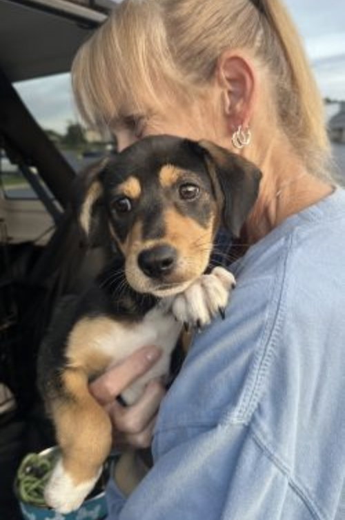 Photo 2 of beagle mix pups