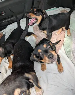Beagle Mix Pups image 3