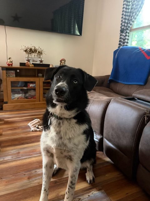 Border collie female, dog — photo 1 of 3