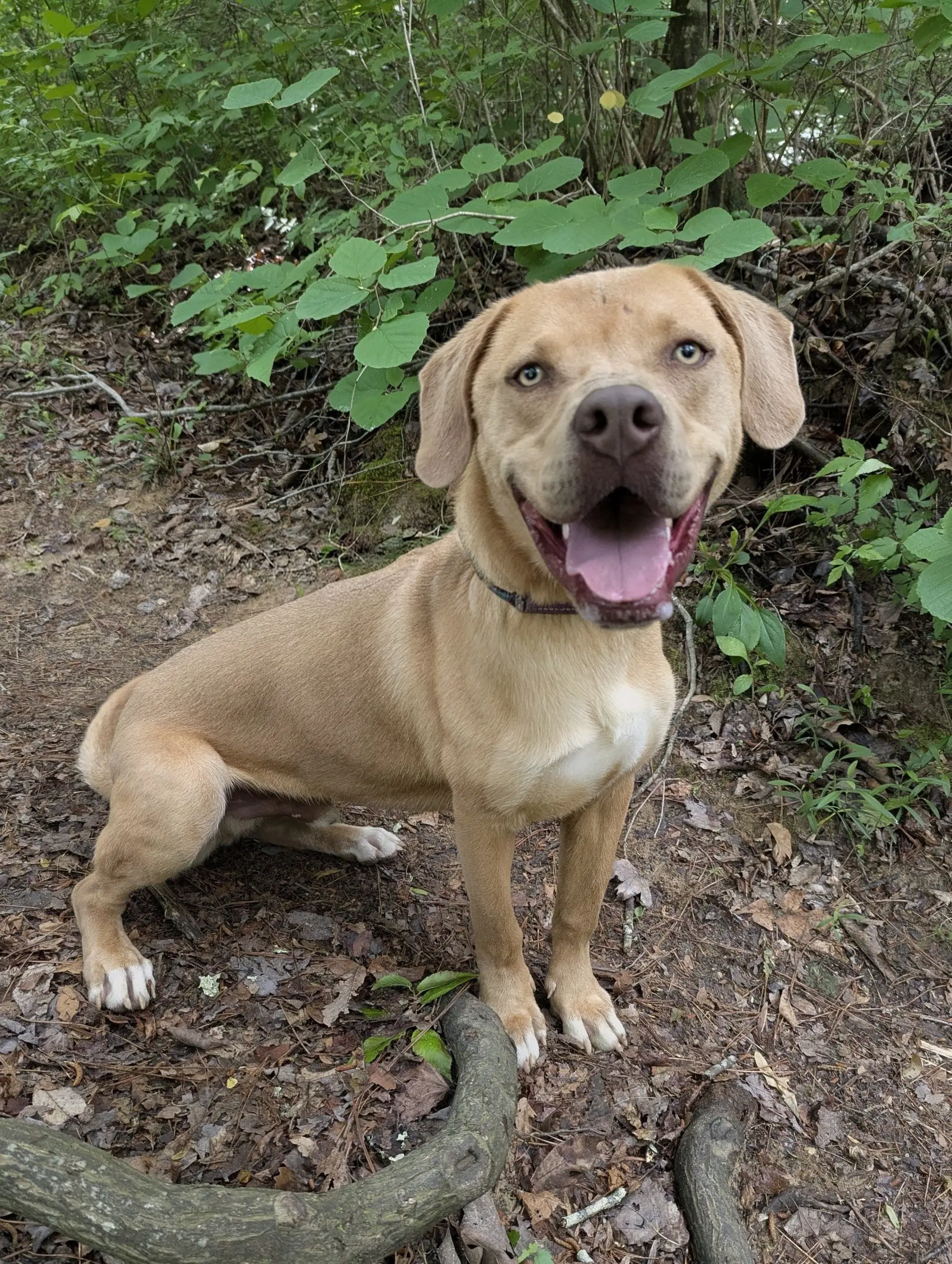 Yellow Lab  Yellow Lab - Yellow Labrador Retriever