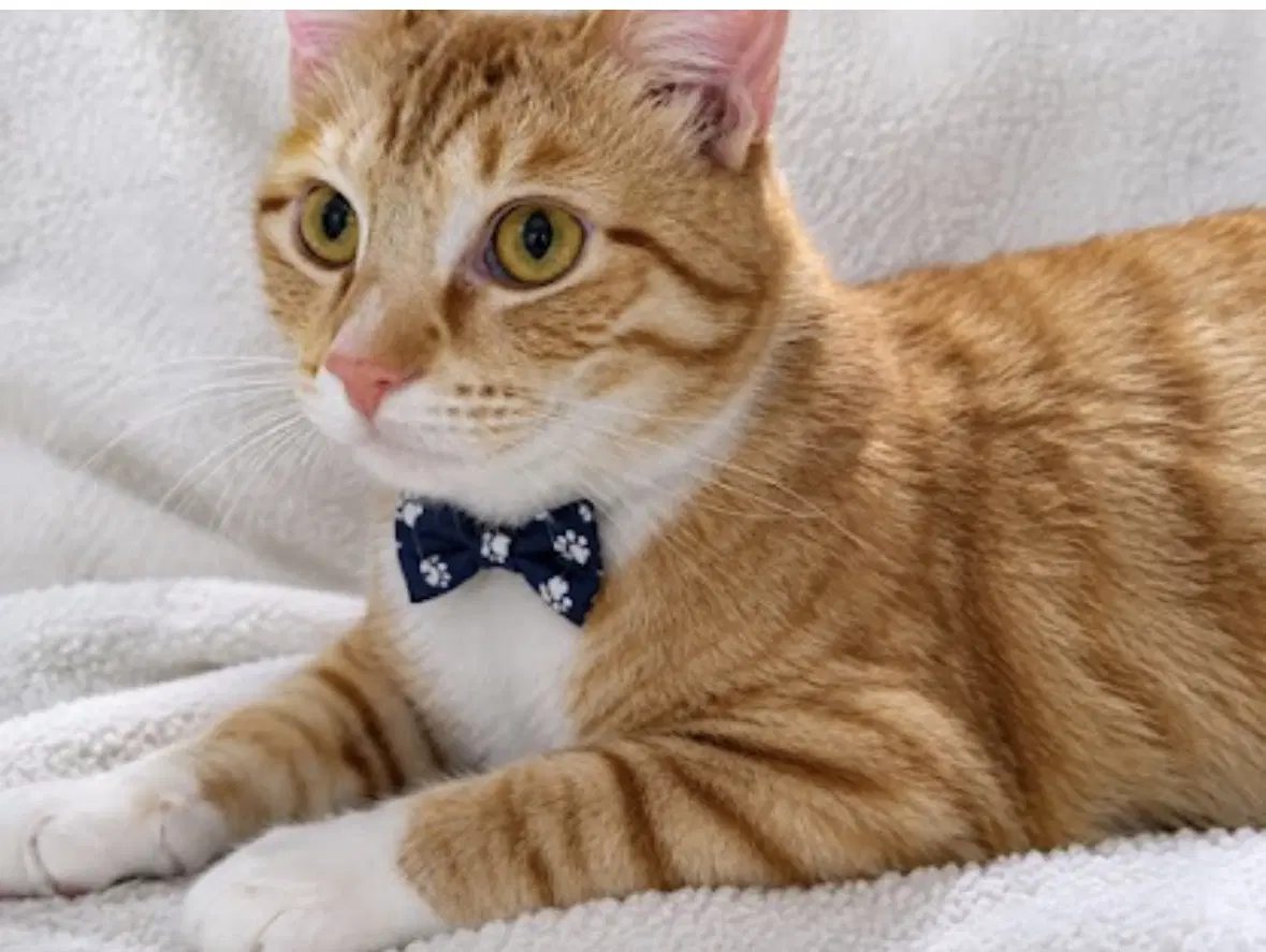 N Ibbles - Tabby