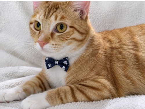 picture of the cat needing adoption