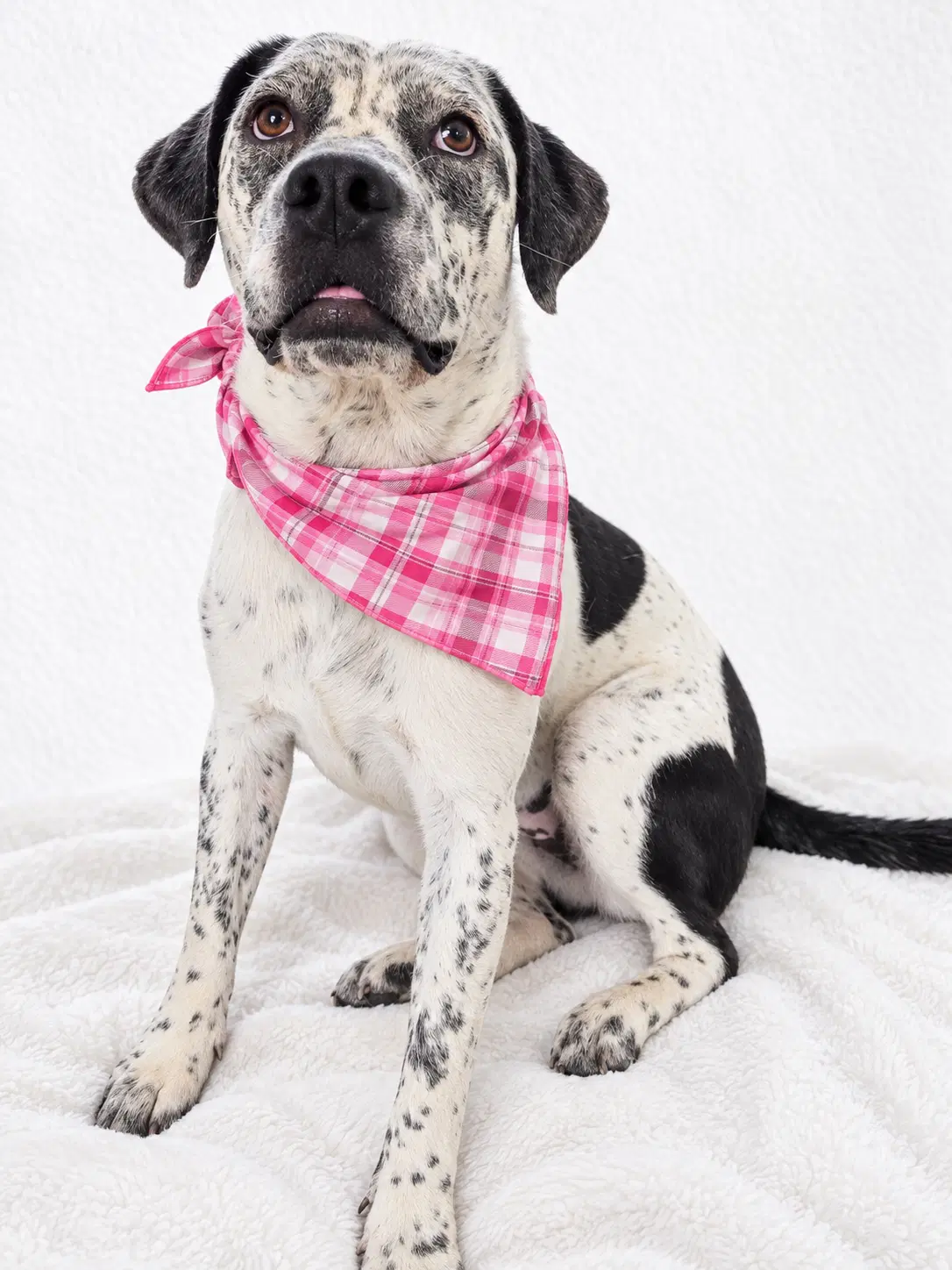Patches - Cattle Dog