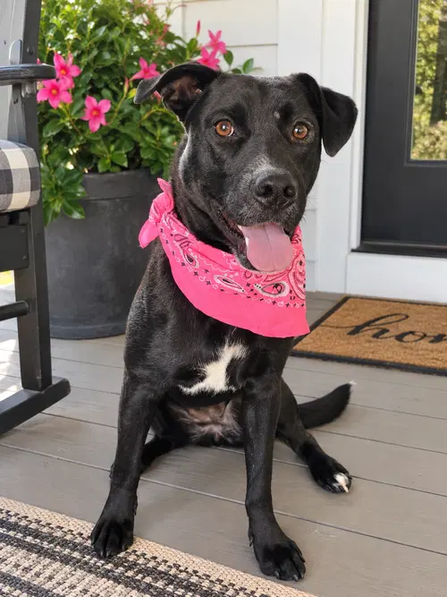 Border Collie Mix  Female - Border Collie