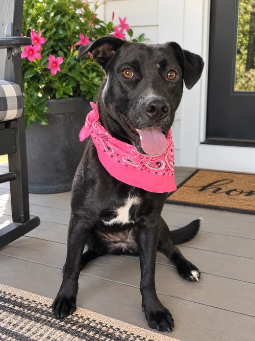 Border Collie Mix  Female