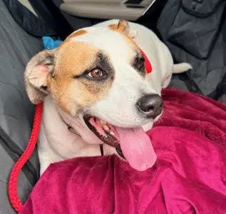 Lab Red Heeler Mix image 3