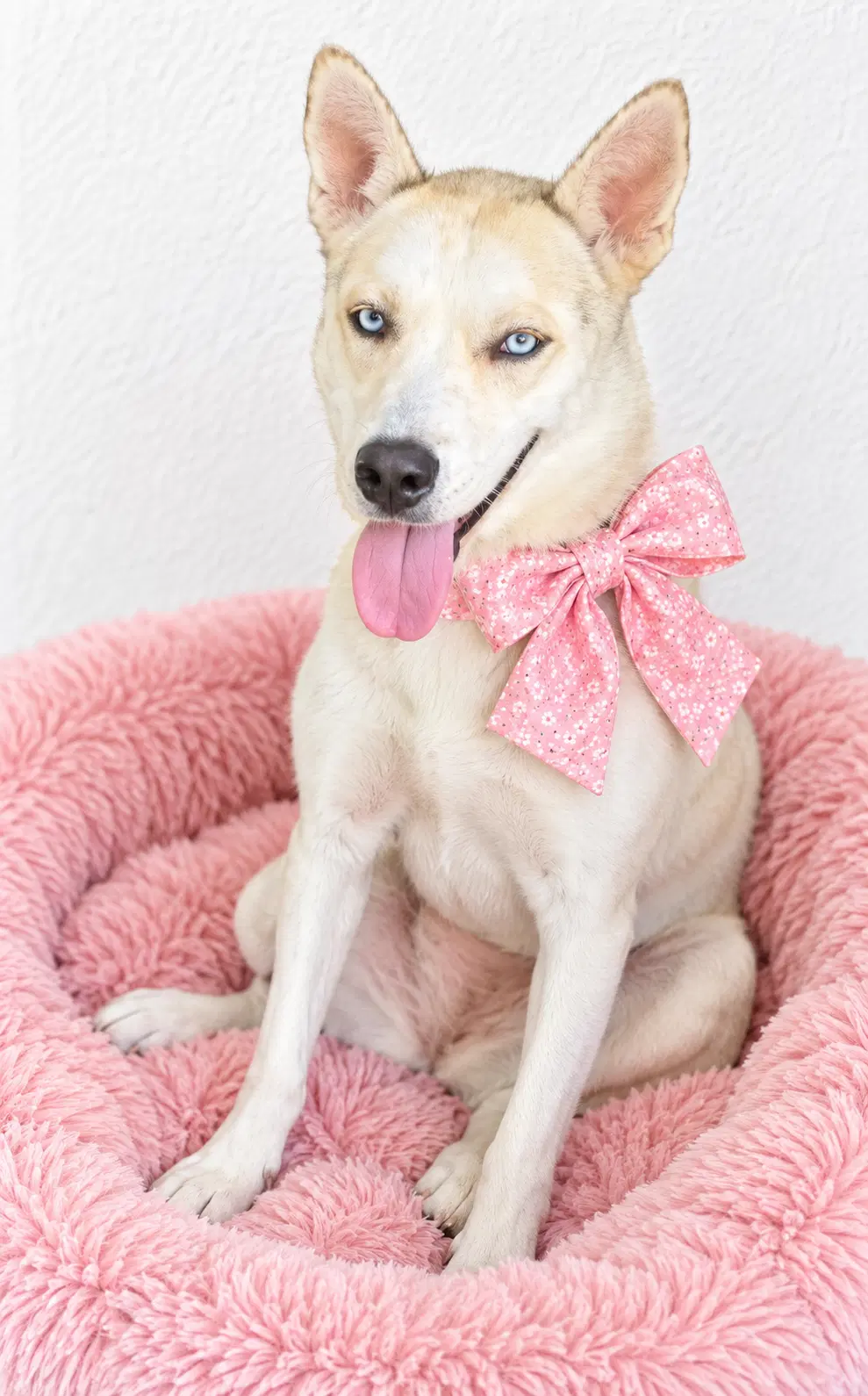 American Eskimo Mix Female - American Eskimo Dog