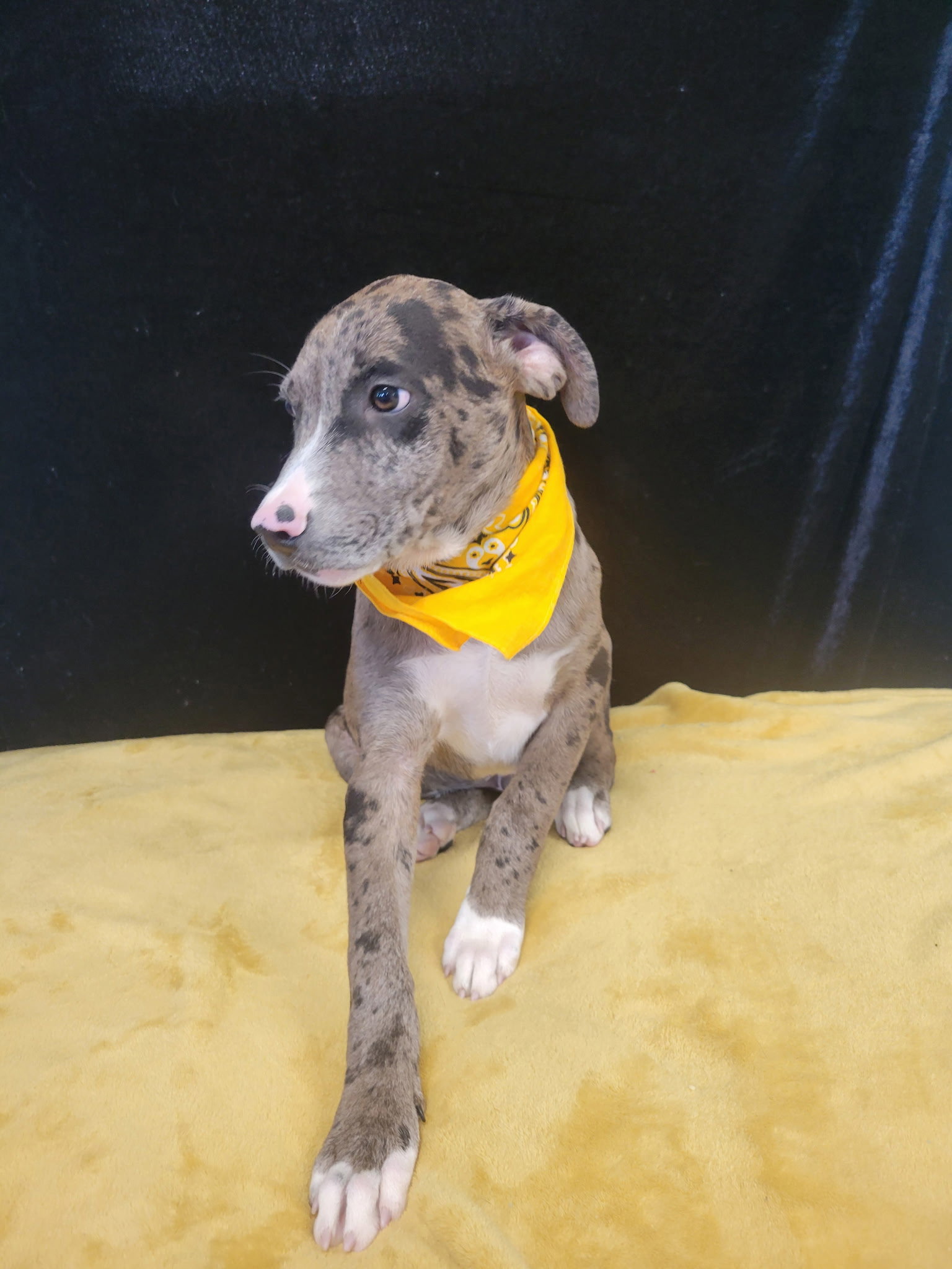 Diesel, photo 3