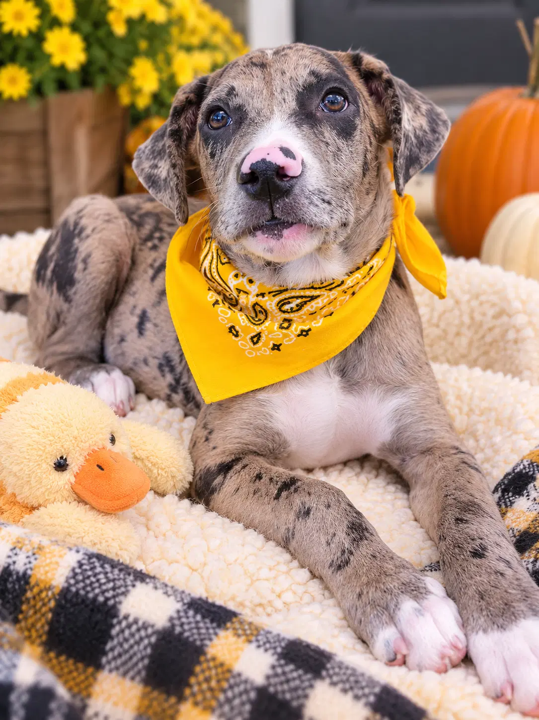 Diesel - Catahoula Leopard Dog