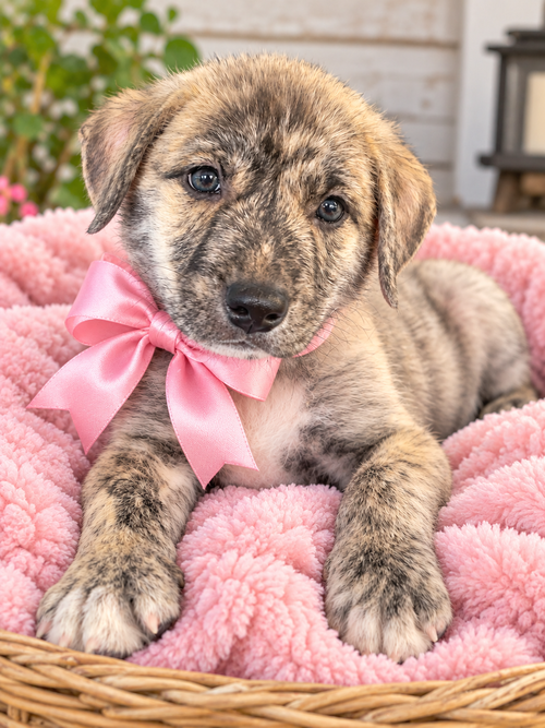 Flora, a dog for adoption from Animal Sanctuary Society Inc.