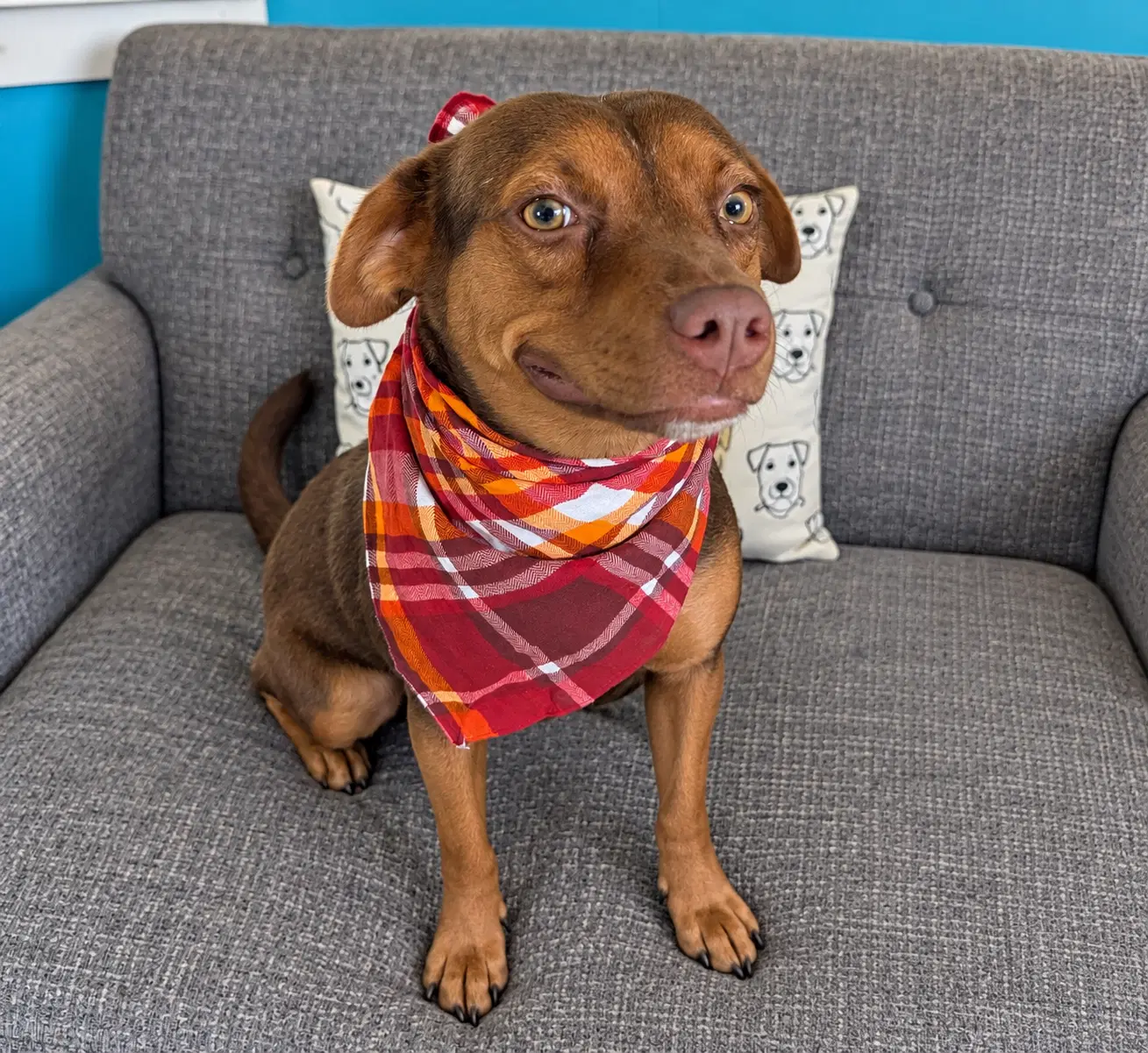 Choco - Chihuahua