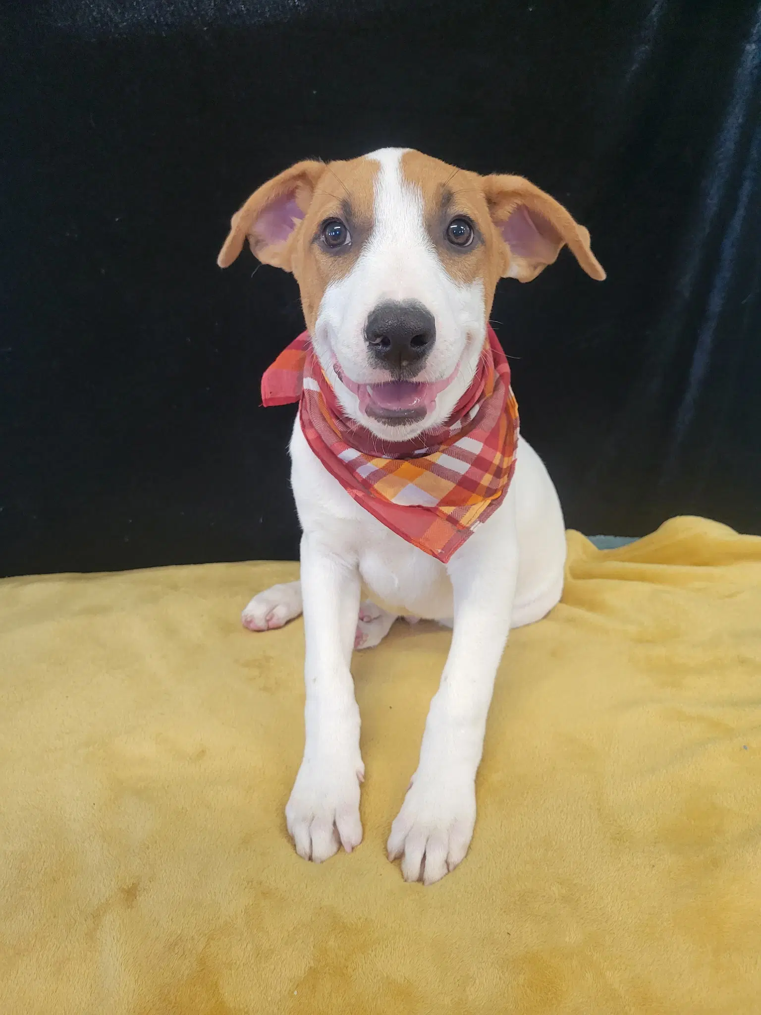 Duckie - Catahoula Leopard Dog
