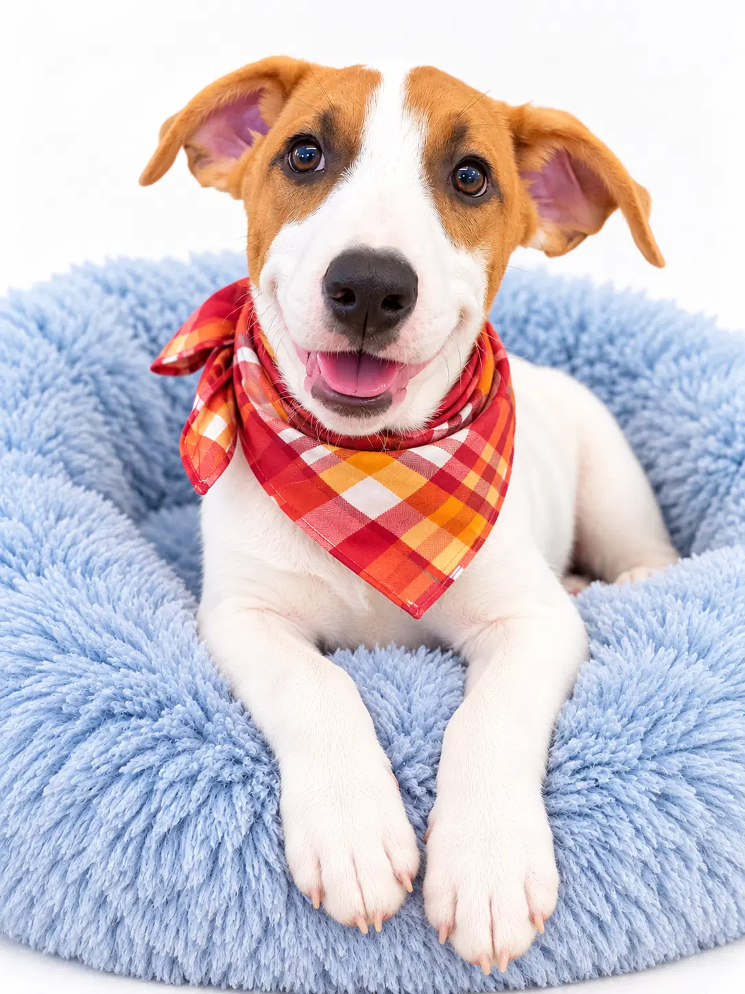 Duckie - Catahoula Leopard Dog