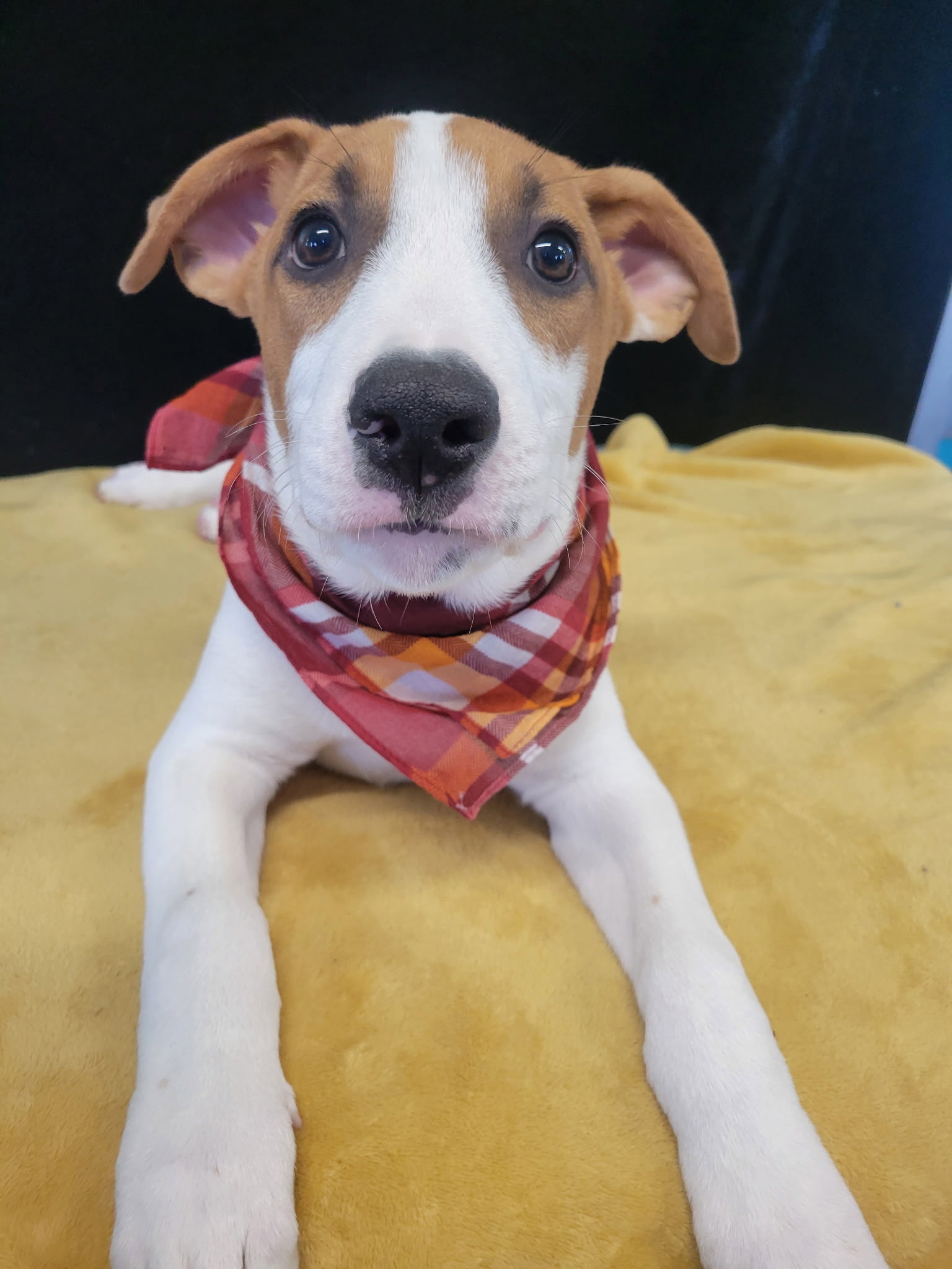 Lab,BorderCollie mix pup male, photo 2