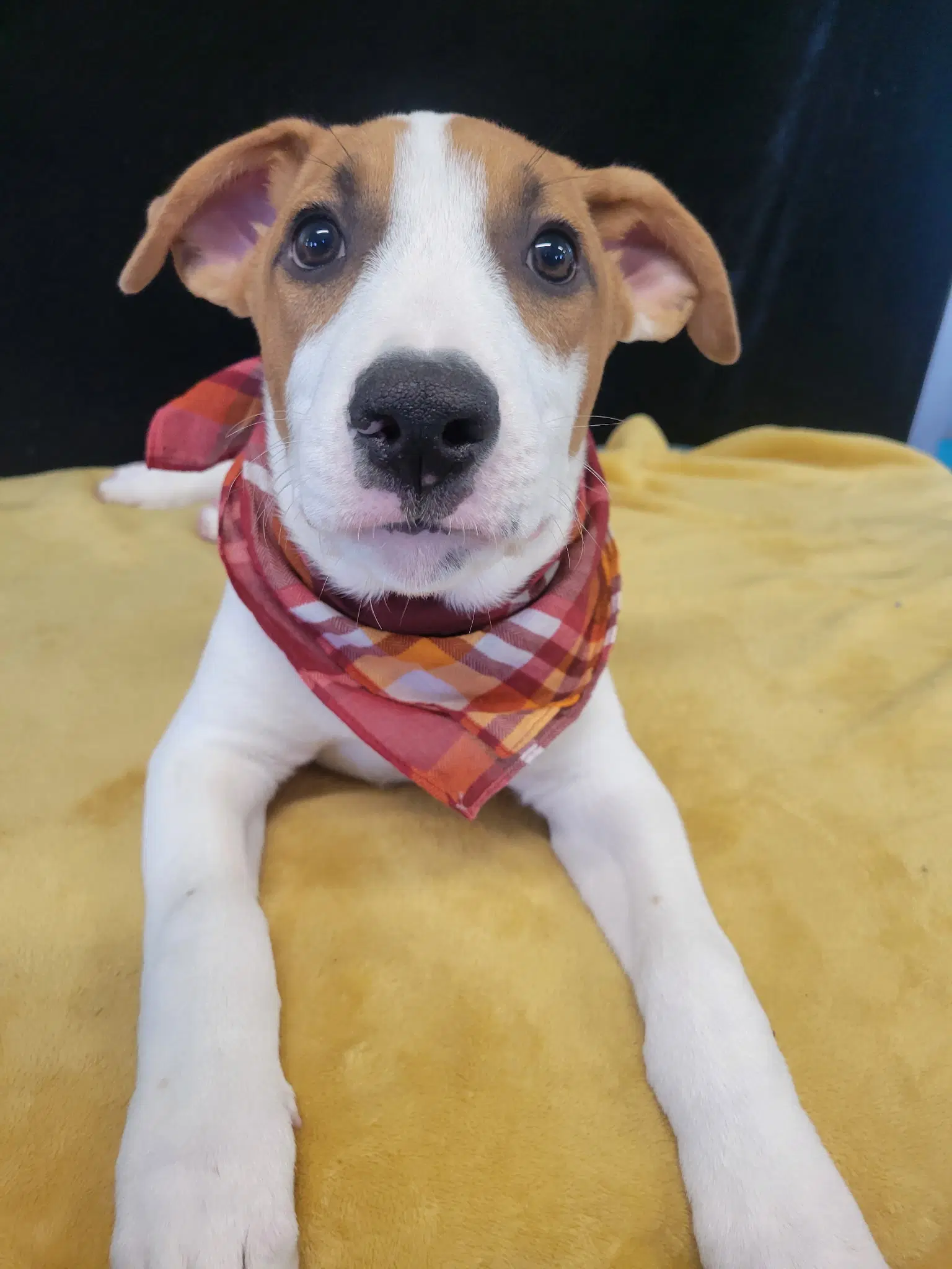 Labbordercollie Mix Pup Male image 2