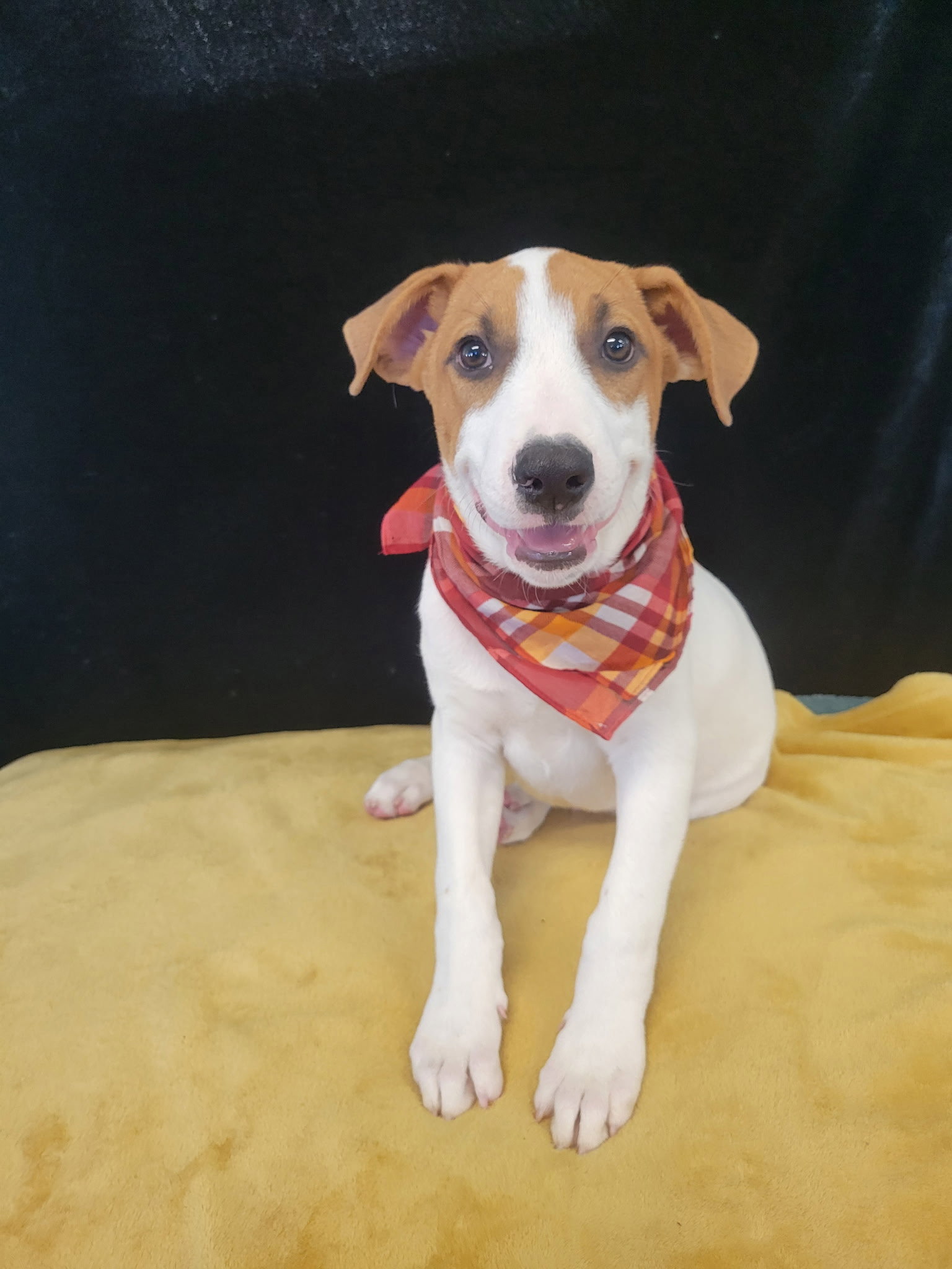 Lab,BorderCollie mix pup male, photo 3