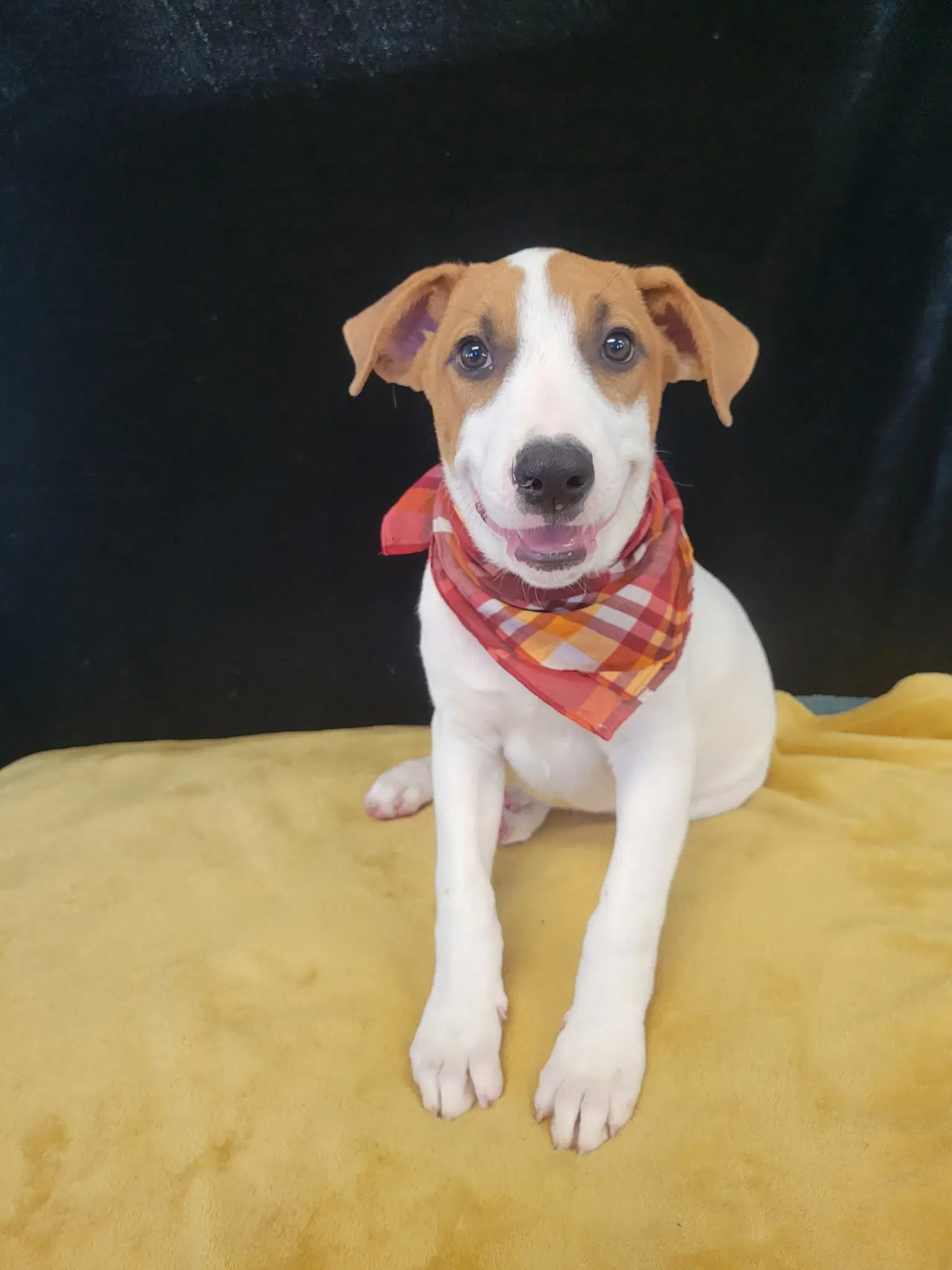 Labbordercollie Mix Pup Male image 3