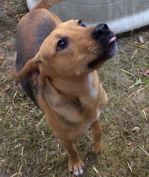 JUJU MAC - Hound available for adoption