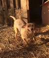 adoptable Dog in harrison, ar, AR named JuJu Mac