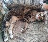 adoptable Cat in , AR named Trixie Mc