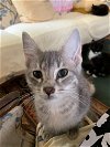 adoptable Cat in harrison, ar, AR named Lilly