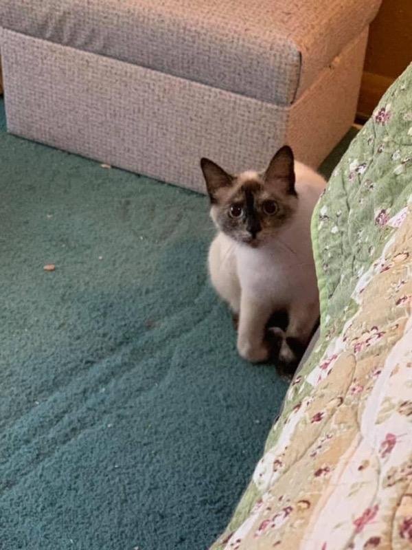 adoptable Cat in Harrison, AR named Sweetie