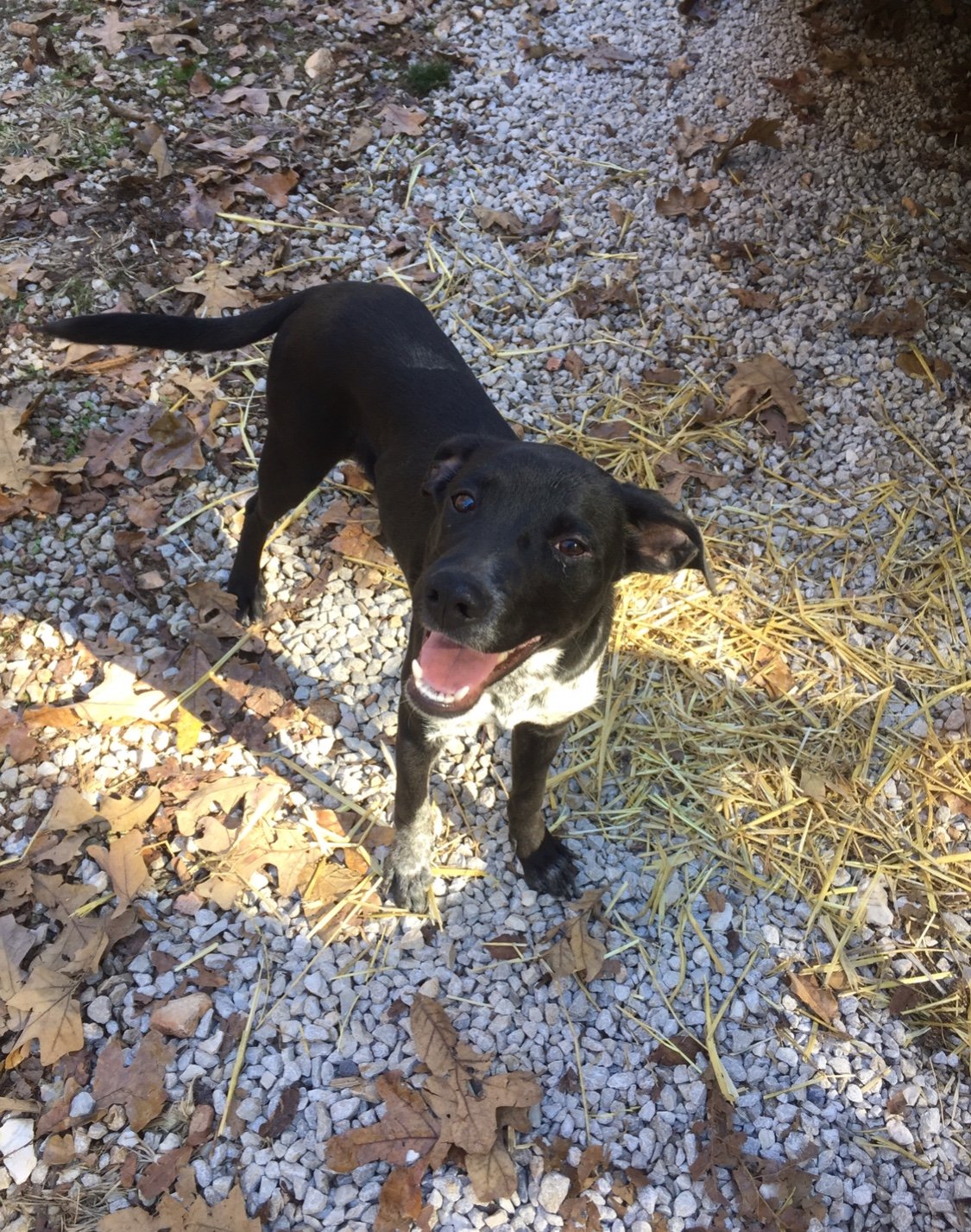 adoptable Dog in Harrison, AR named Buford