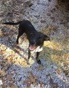 adoptable Dog in harrison, AR named Buford