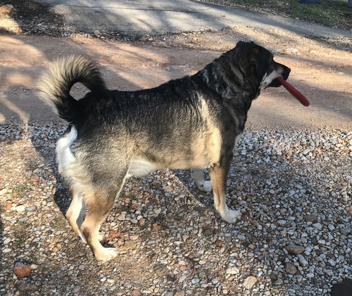 DEXTER W. - German Shepherd Dog / Husky available for adoption