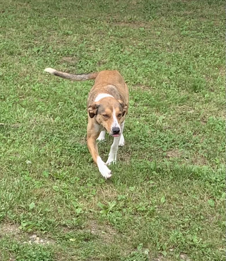 adoptable Dog in Harrison, AR named Fido