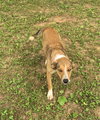 Fido - Photo 3