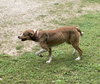 Fido - Photo 4