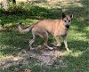 adoptable Dog in , AR named Sable