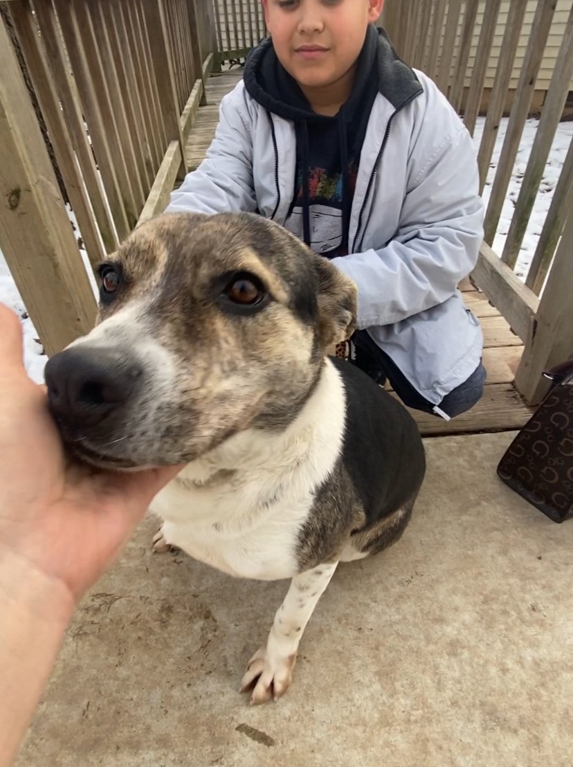 adoptable Dog in Harrison, AR named Lady Reed