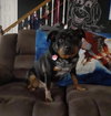 Nika - Photo 3