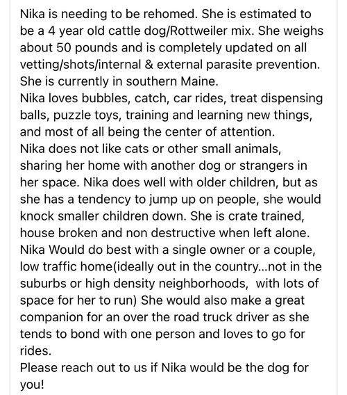 NIKA - Rottweiler / Cattle Dog available for adoption