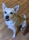 adoptable Dog in  named Heiflee