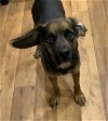 adoptable Dog in harrison, AR named Charlie