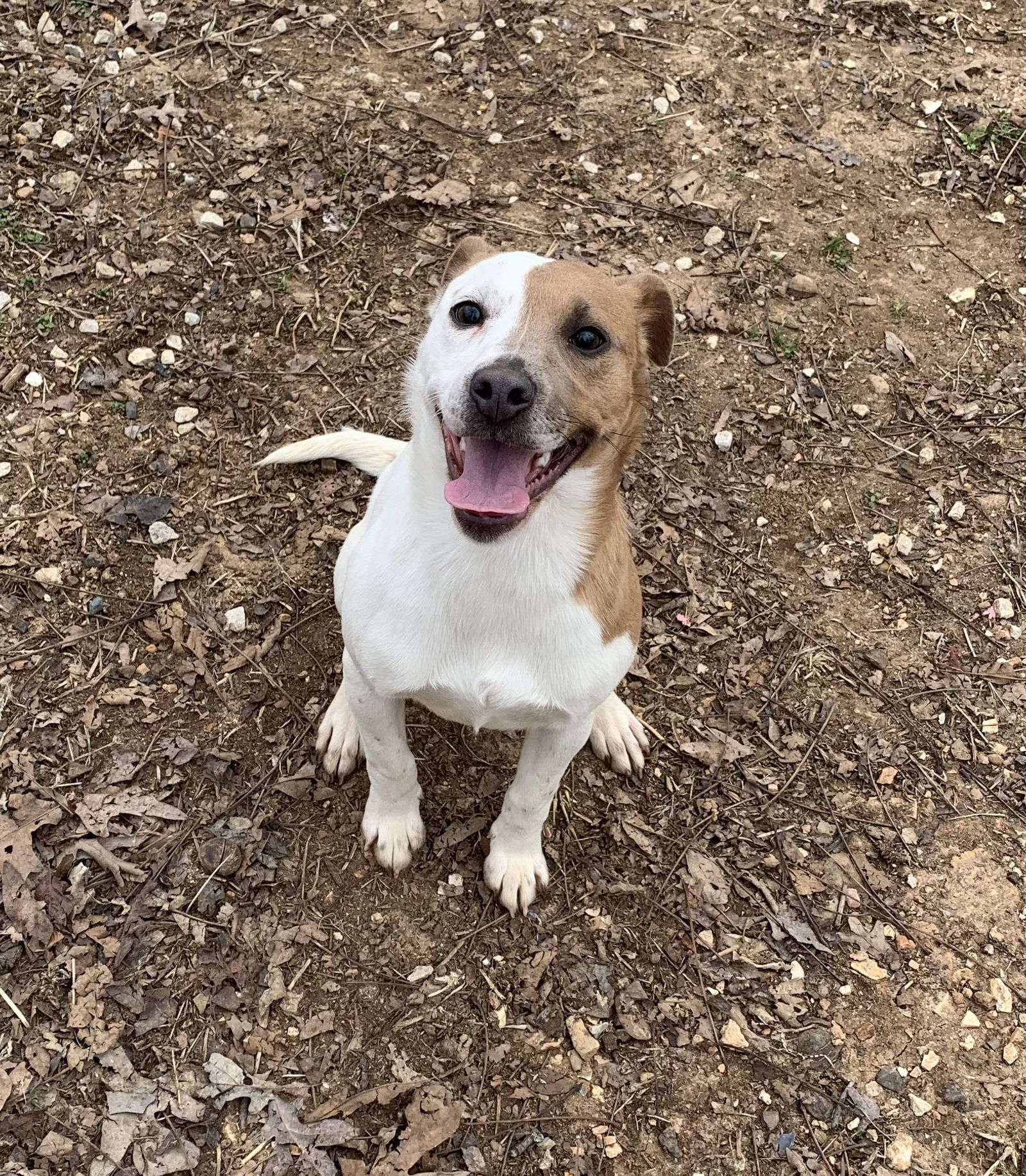 adoptable Dog in Harrison, AR named Coleen