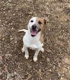 adoptable Dog in harrison, AR named Coleen