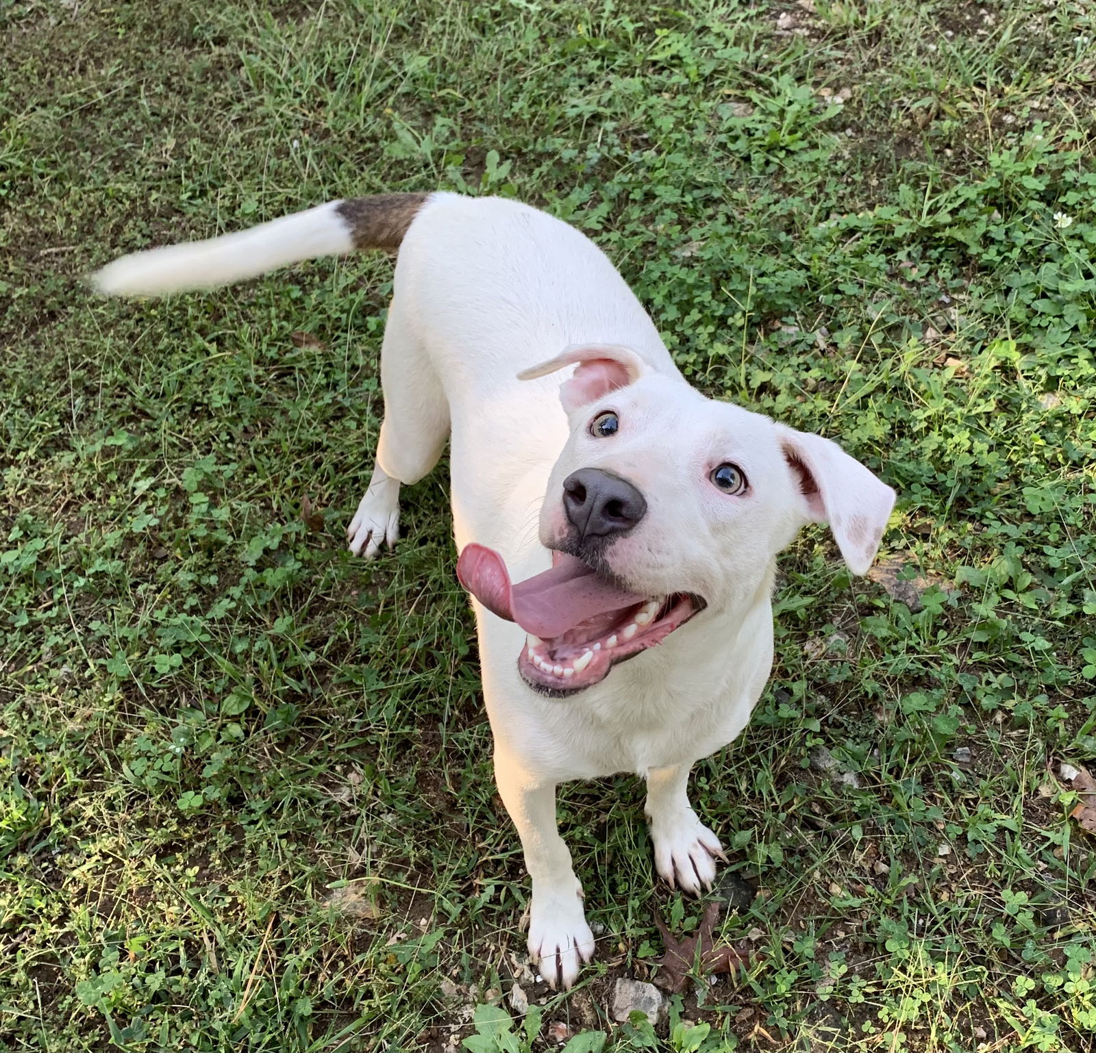 adoptable Dog in Harrison, AR named Delbert