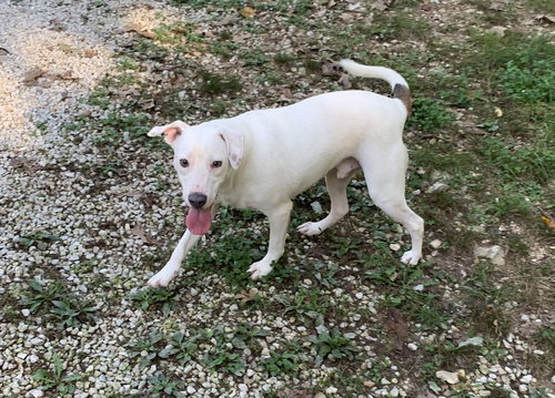 DELBERT - Labrador Retriever available for adoption